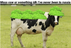 cattle-moss-cow-or-something-idk-never-been-russia.png