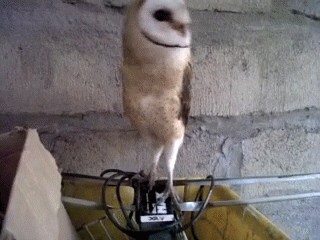 owl-dancing.gif